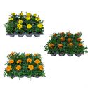 Afbeelding van Tagetes kleinbl P9 Divers